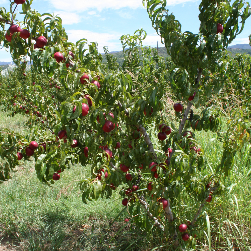 Nectarinier Morton planté dans un sol fertile, produisant une abondance de fruits rouge vif