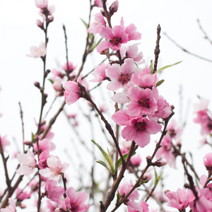 Nectarinier Morton en pleine floraison printanière, annonçant une récolte exceptionnelle de nectarines savoureuses