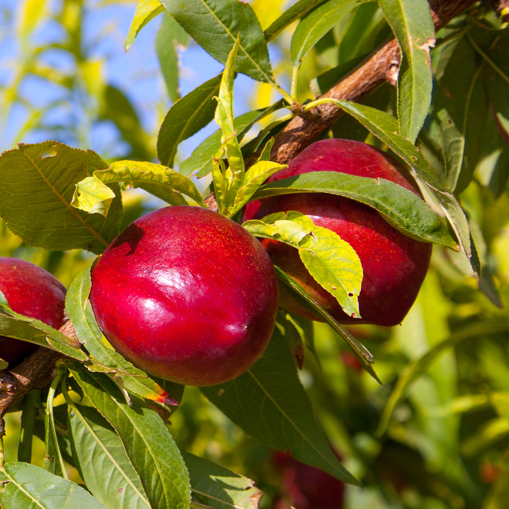 Nectarines Nectared bien mûres sur un arbre dans un verger ensoleillé