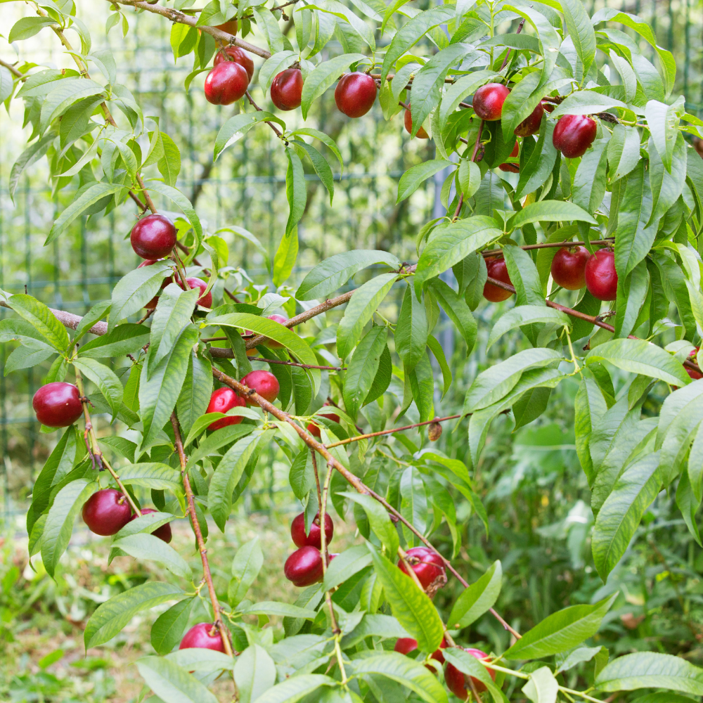 Nectarinier Nectared planté dans un sol fertile, produisant une abondance de fruits rouge foncé