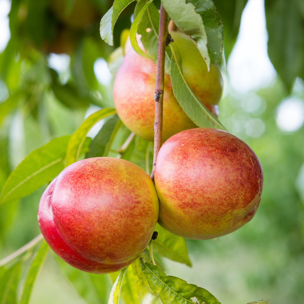 Nectarines Silverlode bien mûres sur un arbre dans un verger ensoleillé