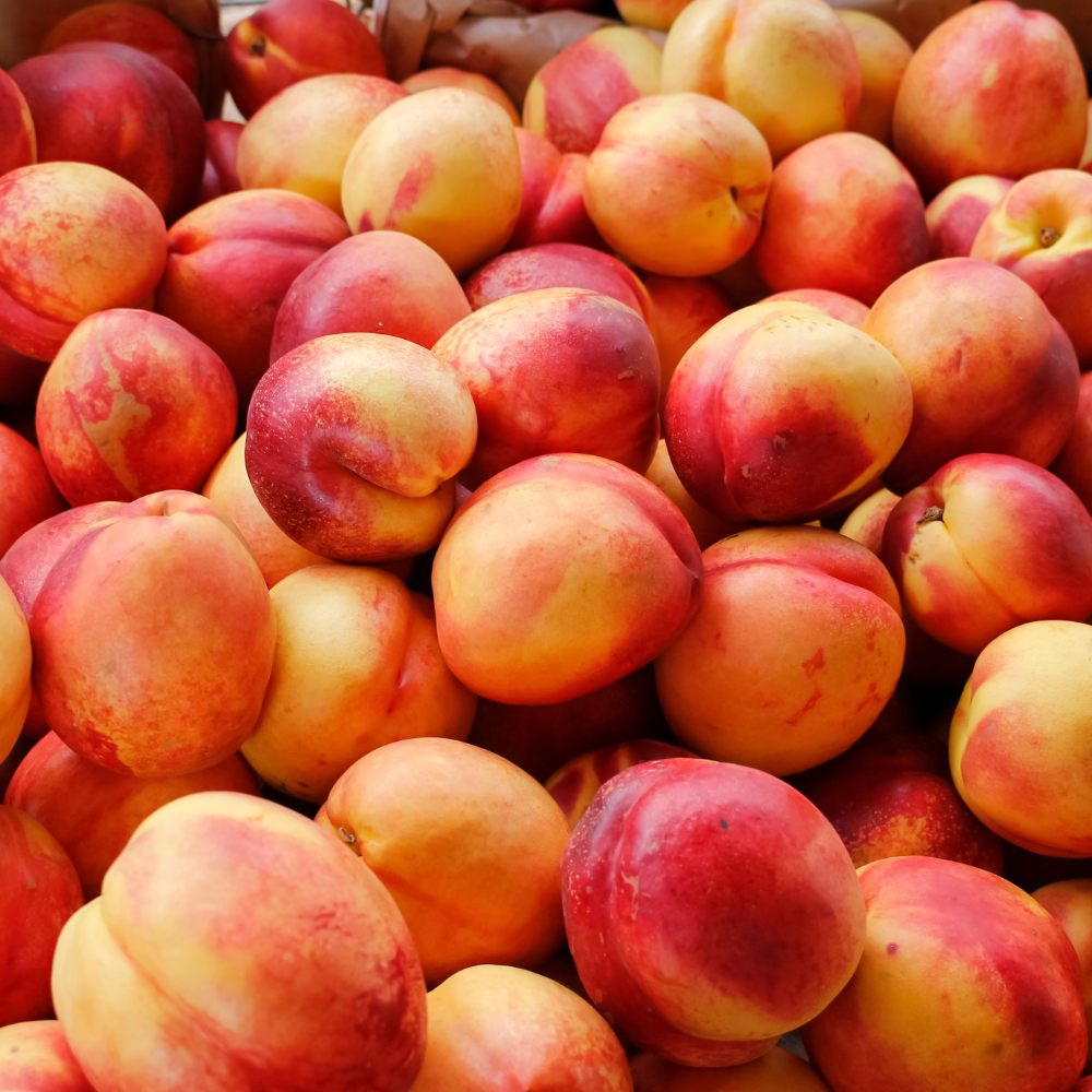 Récolte généreuse de nectarines Silverlode fraîchement cueillies, prêtes à être dégustées