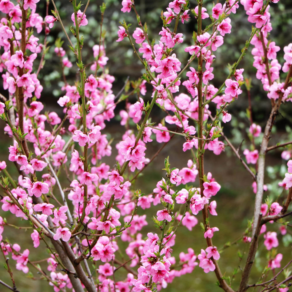 Nectarinier Silverlode en pleine floraison printanière, annonçant une récolte exceptionnelle de nectarines sucrées