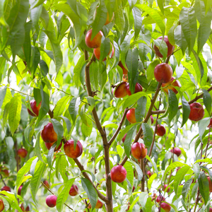 Nectarinier Snow Queen planté dans un sol fertile, produisant une abondance de fruits rouge vif et blanc