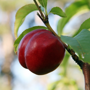 Nectarines Venus bien mûres sur un arbre dans un verger ensoleillé