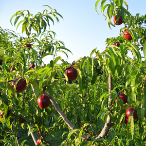 Nectarinier Venus planté dans un sol fertile, produisant une abondance de fruits rouges et jaunes