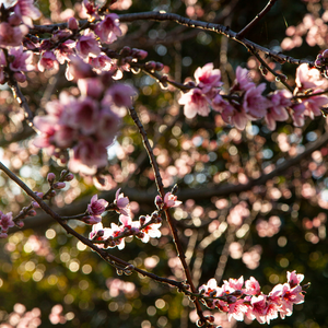 Nectarinier Venus en pleine floraison printanière, annonçant une récolte exceptionnelle de nectarines juteuses