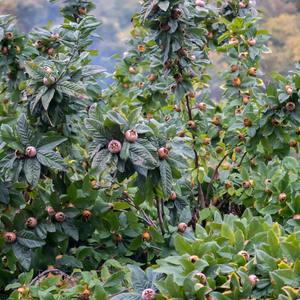 Néflier planté dans un sol fertile, produisant une abondance de fruits dorés