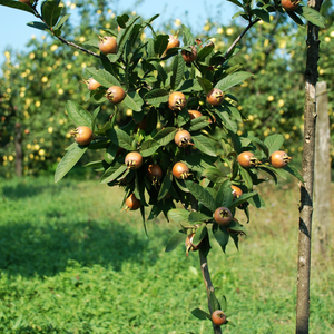 Néflier planté dans un sol fertile, produisant une abondance de fruits dorés