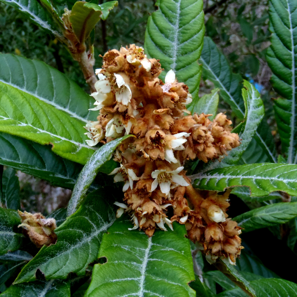 Néflier en pleine floraison printanière, annonçant une récolte de nèfles juteuses