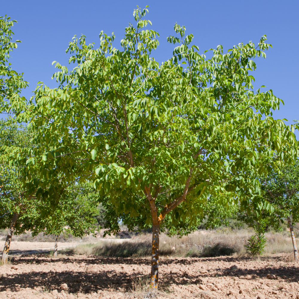 Noyer Franquette planté dans un sol bien drainé, produisant des noix de qualité supérieure, parfaites pour la consommation directe ou pour la transformation en huile.
