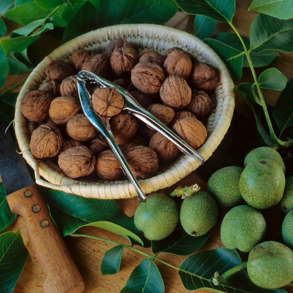 Récolte généreuse de noix Franquette, idéales pour des desserts, pâtisseries ou à déguster en collation.
