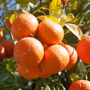 Oranges Sinensis mûres et juteuses sur un oranger dans un verger ensoleillé.
