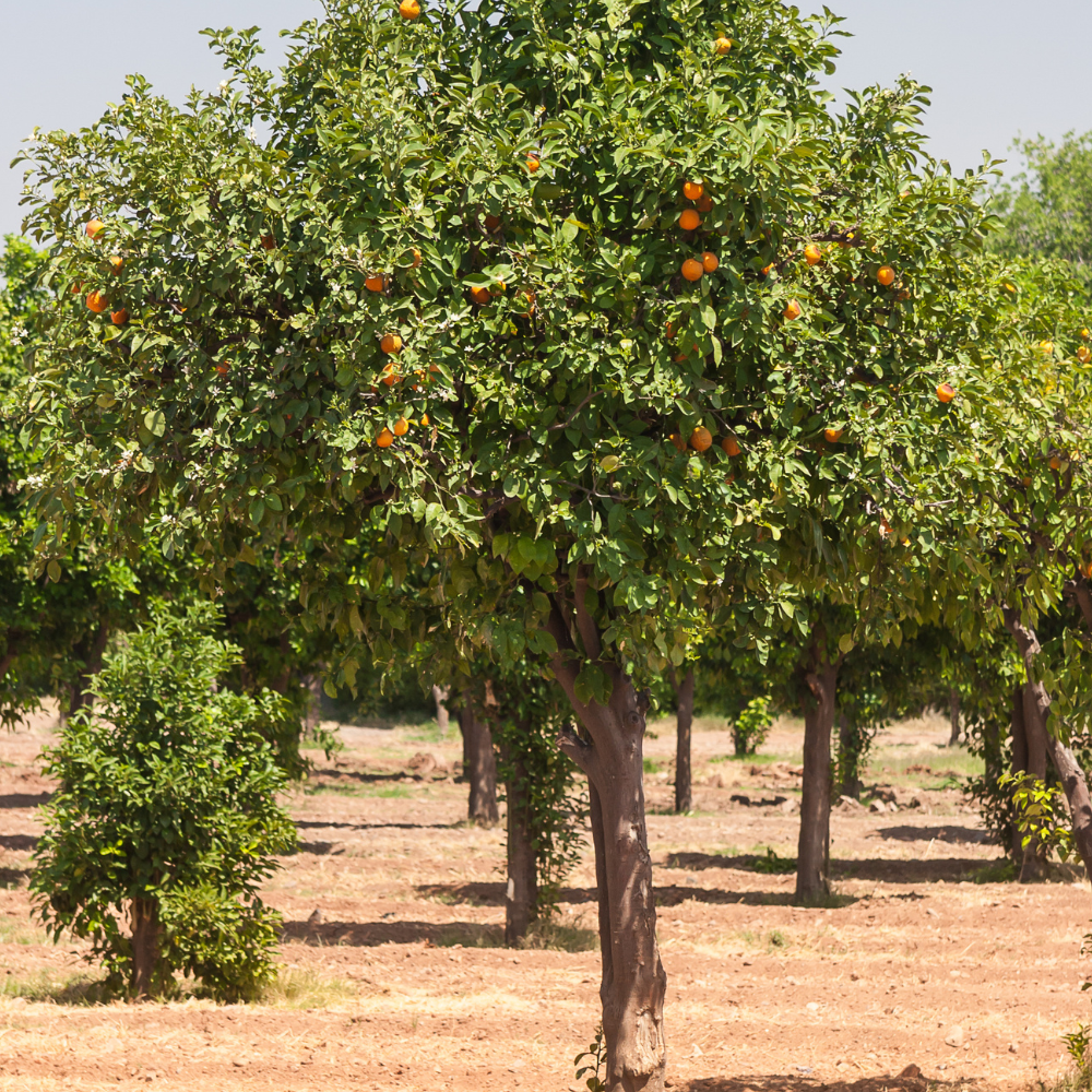 Oranger Sinensis planté dans un sol bien drainé, produisant des fruits sucrés et parfumés.
