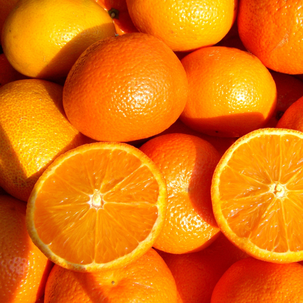 Récolte et chair généreuse d'oranges Sinensis fraîchement cueillies, idéales pour des jus rafraîchissants et des desserts.
