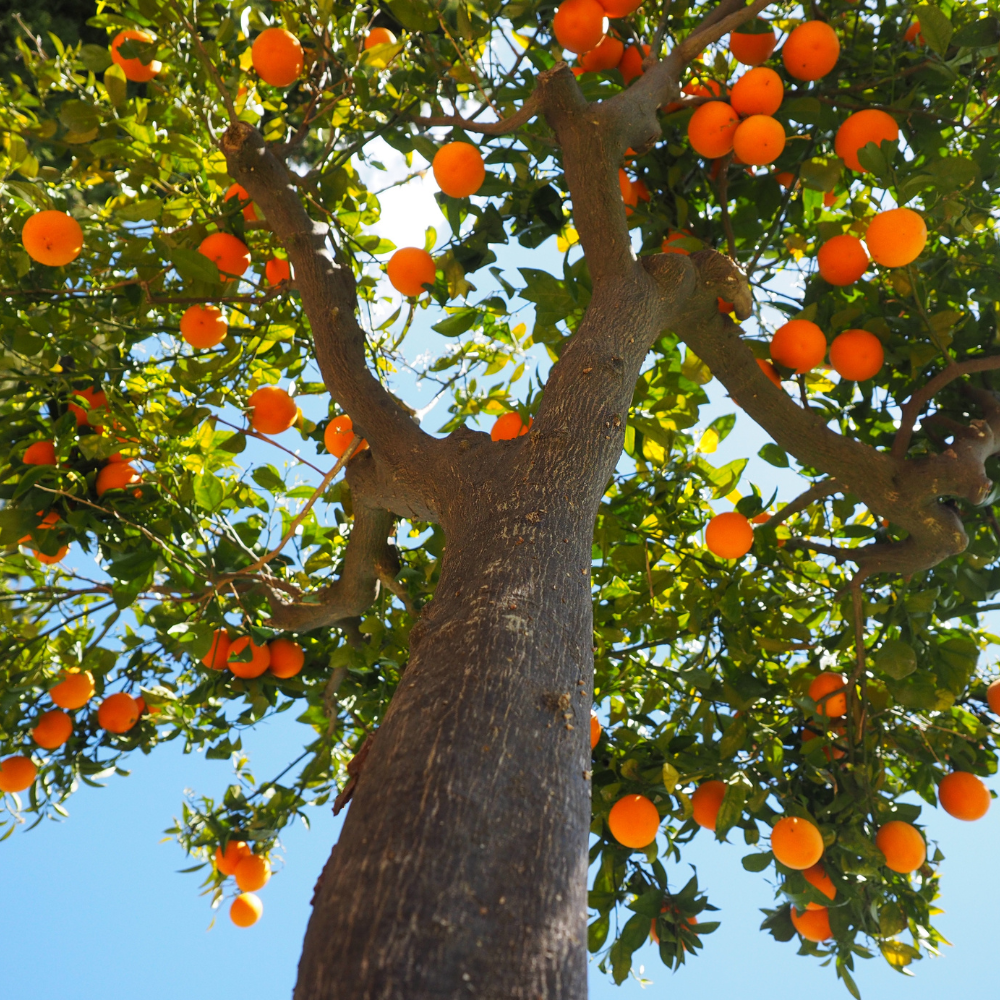 Oranger Sinensis à maturité planté dans un sol bien drainé, produisant des fruits sucrés et parfumés.
