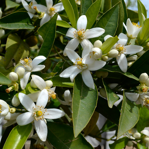 Oranger Sinensis en pleine floraison printanière, avec des fleurs blanches parfumées annonçant la future récolte.