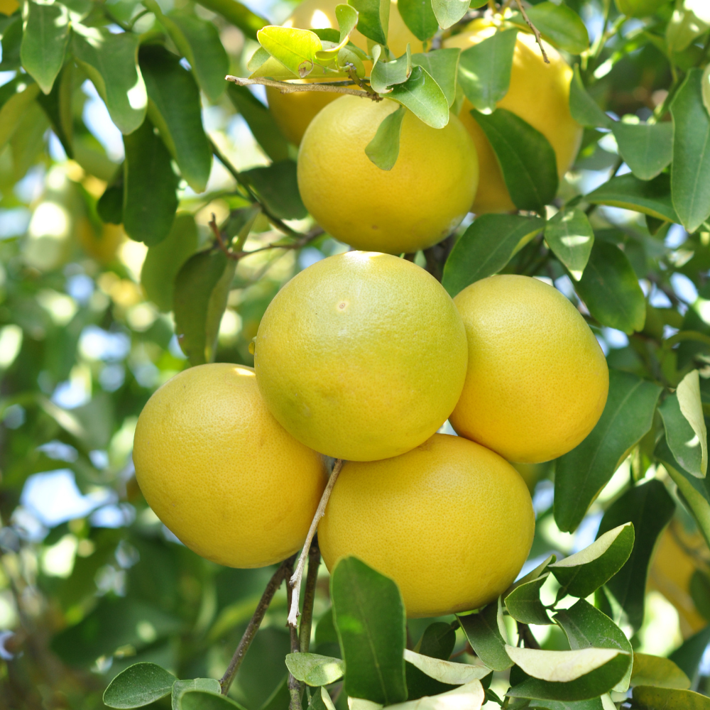 Pomelos mûrs et juteux sur un pamplemoussier dans un verger ensoleillé.
