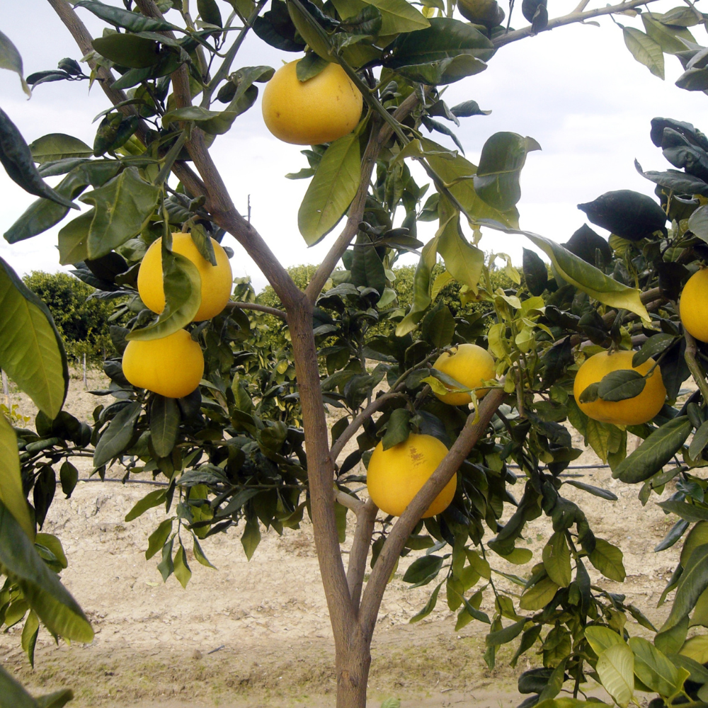 Pamplemoussier planté dans un sol bien drainé, produisant des fruits frais et parfumés.
