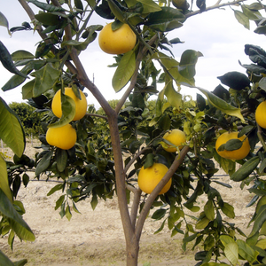 Pamplemoussier planté dans un sol bien drainé, produisant des fruits frais et parfumés.
