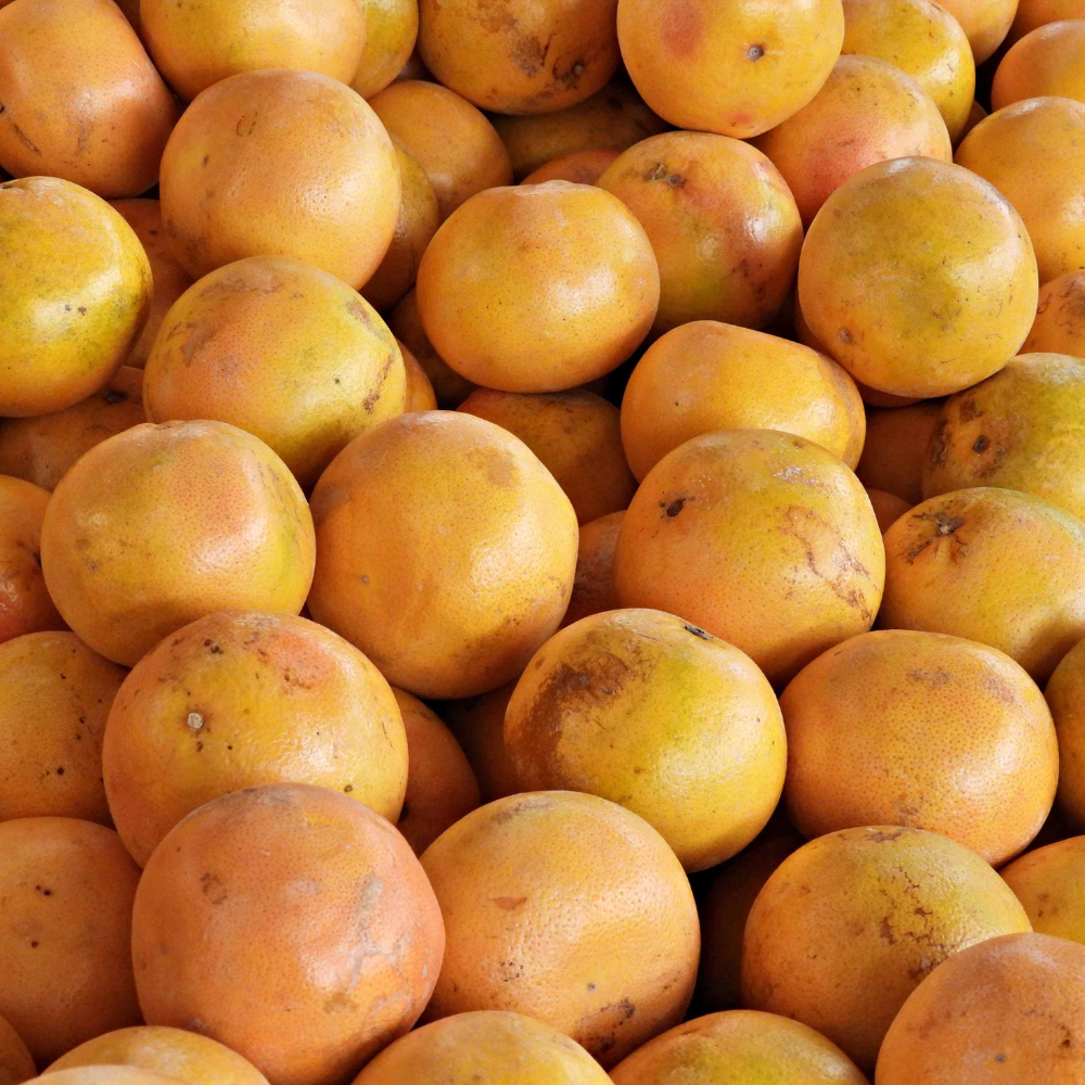 Récolte généreuse de pomelos fraîchement cueillis, idéaux pour des jus rafraîchissants et des salades de fruits.