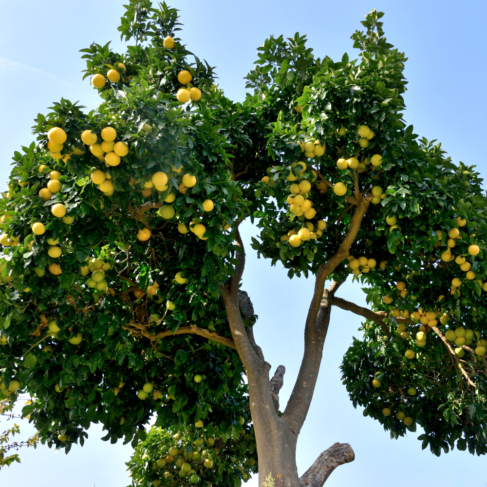 Pamplemoussier à maturité planté dans un sol bien drainé, produisant des fruits frais et parfumés.
