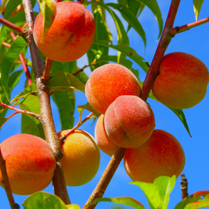 Pêches Amsden bien mûres sur un arbre dans un verger ensoleillé