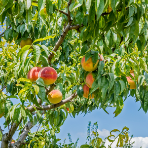 Pêcher Amsden planté dans un sol fertile, produisant une abondance de fruits rouges et jaunes