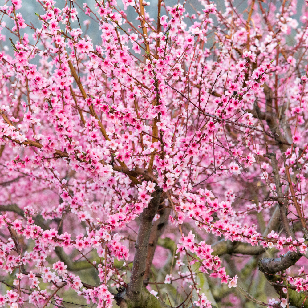 Pêcher Amsden en pleine floraison printanière, annonçant une récolte exceptionnelle de pêches juteuses