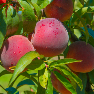 Pêches Dixired bien mûres sur un arbre dans un verger ensoleillé