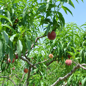 Pêcher Dixired planté dans un  jardin au sol fertile, produisant une abondance de fruits rouge vif