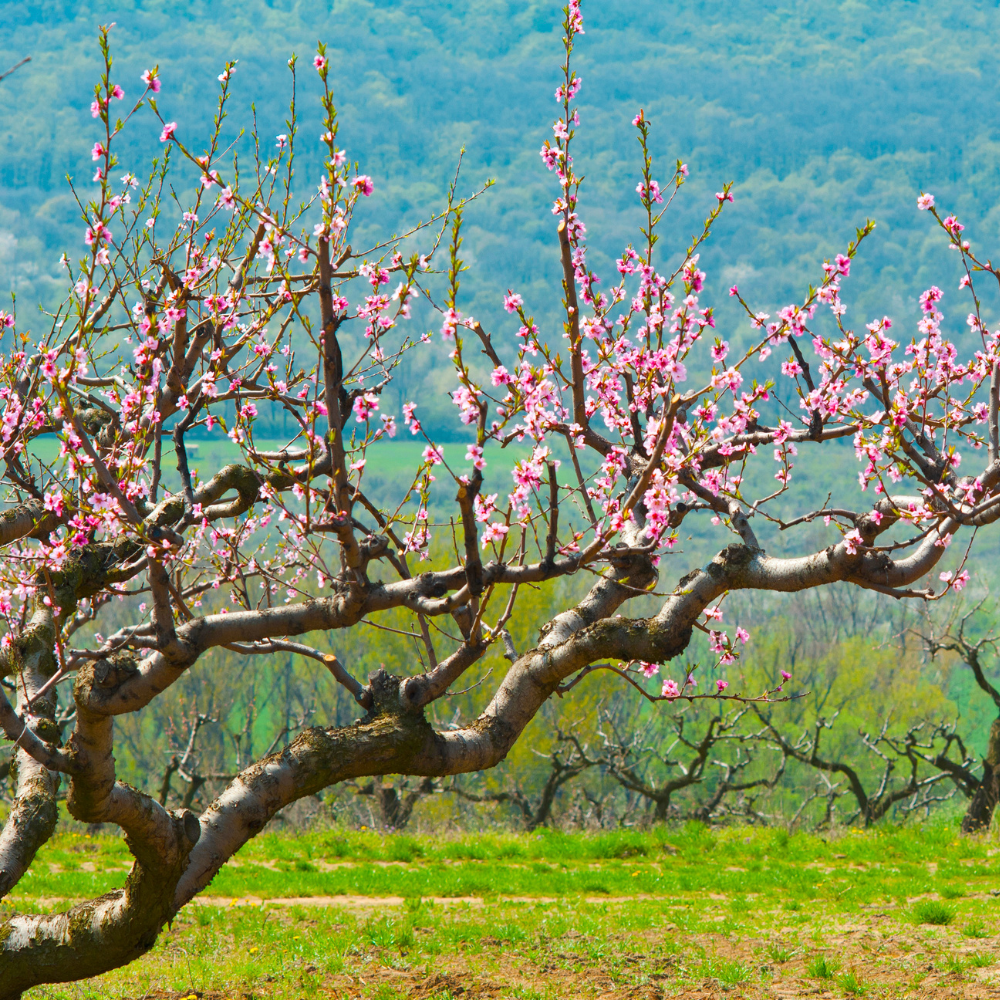 Pêcher Dixired en pleine floraison printanière, annonçant une récolte exceptionnelle de pêches juteuses