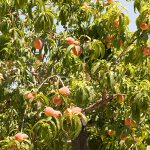 Pêcher Fairhaven planté dans un sol bien drainé, produisant des fruits sucrés et parfumés.
