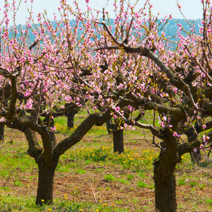 Pêcher Fairhaven en pleine floraison printanière, avec des fleurs délicates annonçant une future récolte abondante.