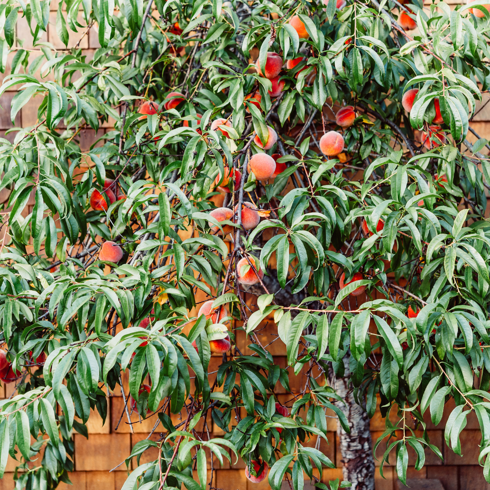 Pêcher Fayette planté dans un sol bien drainé, produisant des fruits sucrés et aromatiques.