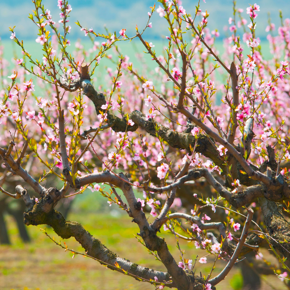 Pêcher Fayette en pleine floraison printanière, avec des fleurs délicates annonçant une future récolte abondante.