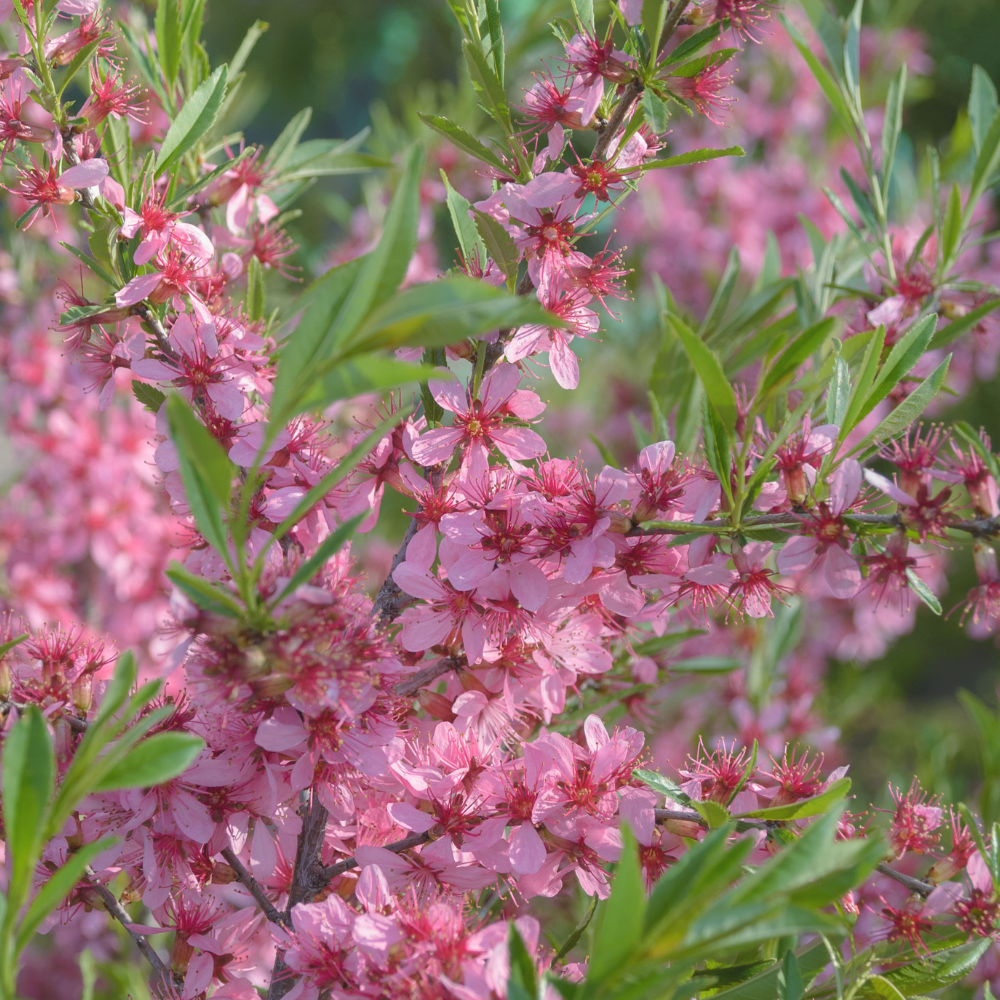 Pêcher Grosse Mignonne en pleine floraison printanière, avec des fleurs délicates annonçant une récolte abondante.