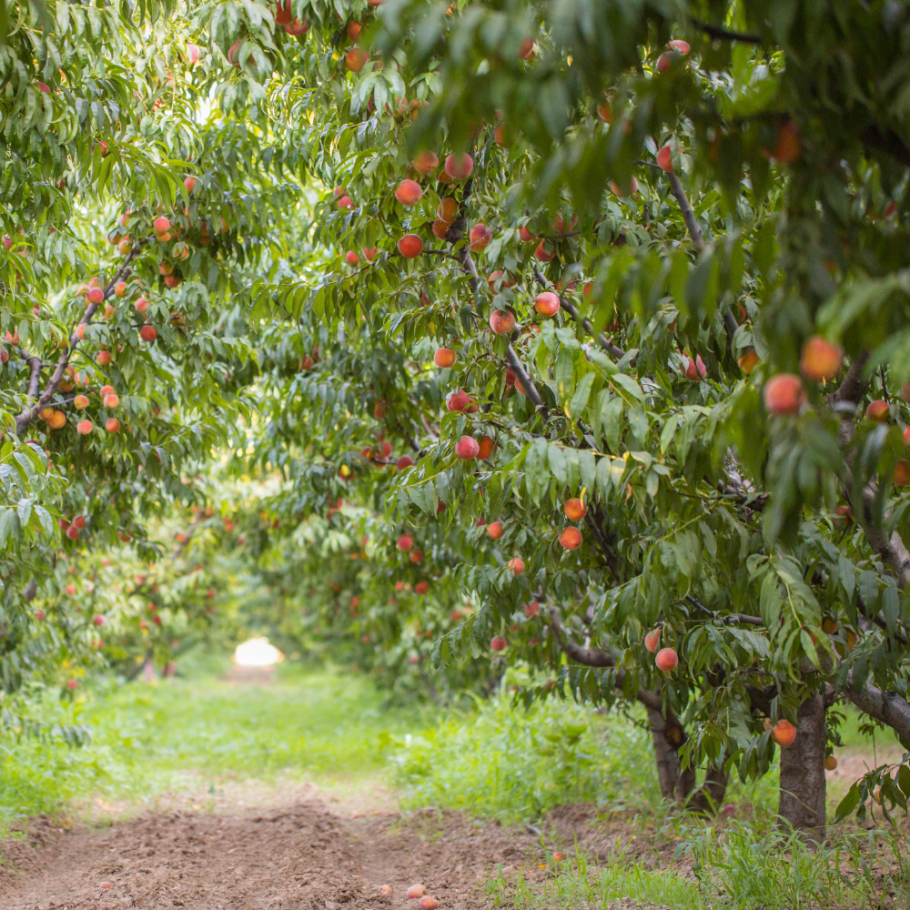 Pêcher J.H. Hale planté dans un sol bien drainé, produisant des fruits sucrés et aromatiques.
