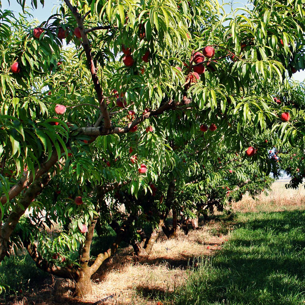 Pêcher Michelini planté dans un sol bien drainé, produisant des fruits sucrés et parfumés.
