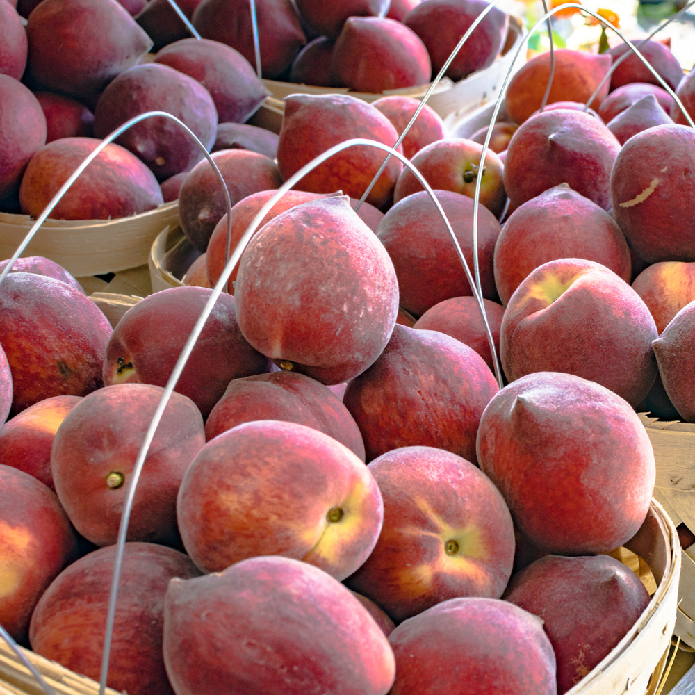 Récolte généreuse de pêches Michelini fraîchement cueillies, parfaites pour des desserts gourmands.