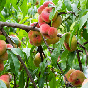 Pêcher Platicarpa Blanc planté dans un sol bien drainé, produisant des fruits sucrés et délicatement parfumés.
