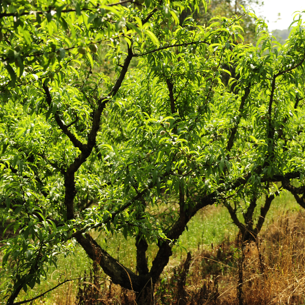 Pêcher Platicarpa Jaune planté dans un sol bien drainé, produisant des fruits sucrés et aromatiques.
