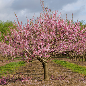 Pêcher Platicarpa Jaune en pleine floraison printanière, avec des fleurs délicates annonçant une future récolte riche en fruits savoureux.
