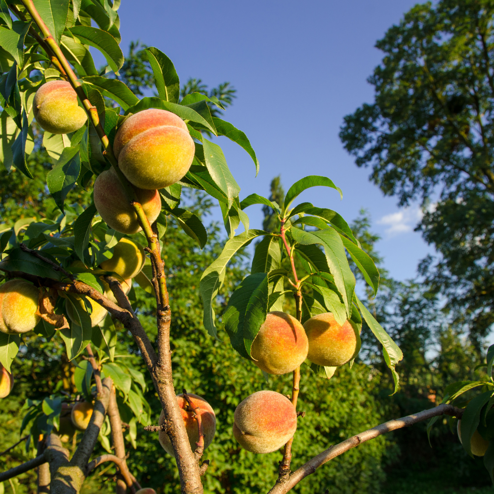 Pêcher Red Haven planté dans un sol bien drainé, produisant des fruits sucrés et parfumés.
