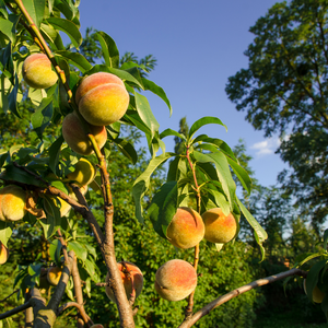 Pêcher Red Haven planté dans un sol bien drainé, produisant des fruits sucrés et parfumés.
