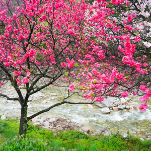 Pêcher Red Haven en pleine floraison printanière, avec des fleurs roses délicates annonçant une future récolte abondante de fruits savoureux.
