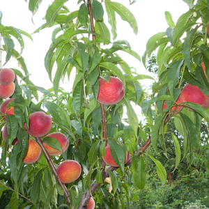 Pêcher Red Robin planté dans un sol bien drainé, produisant des fruits sucrés et parfumés.
