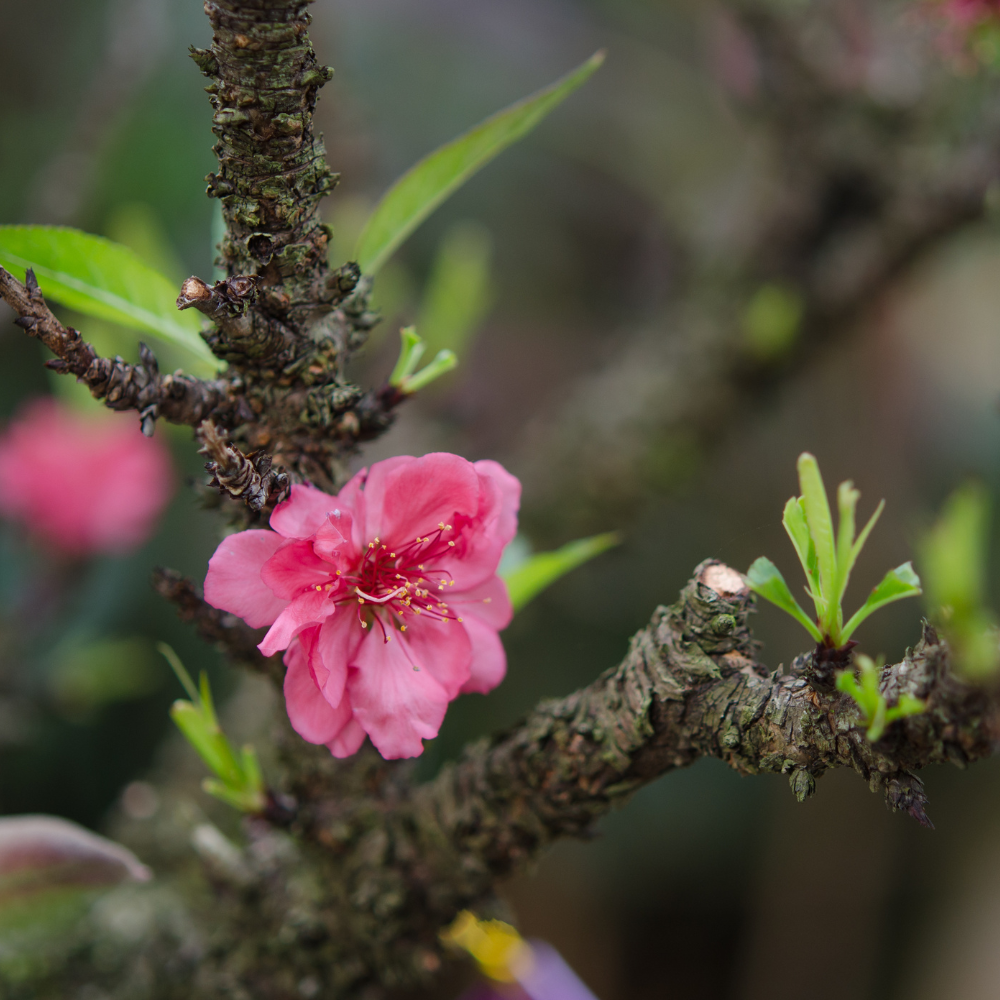 Pêcher Red Robin en pleine floraison printanière, avec des fleurs délicates annonçant une future récolte abondante de fruits savoureux.