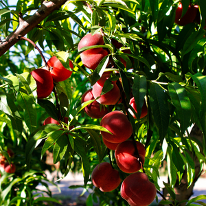 Pêcher Redwing planté dans un sol bien drainé, produisant des fruits sucrés et aromatiques.
