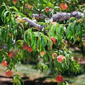 Pêcher Reine des Vergers planté dans un sol bien drainé, produisant des fruits sucrés et parfumés.
